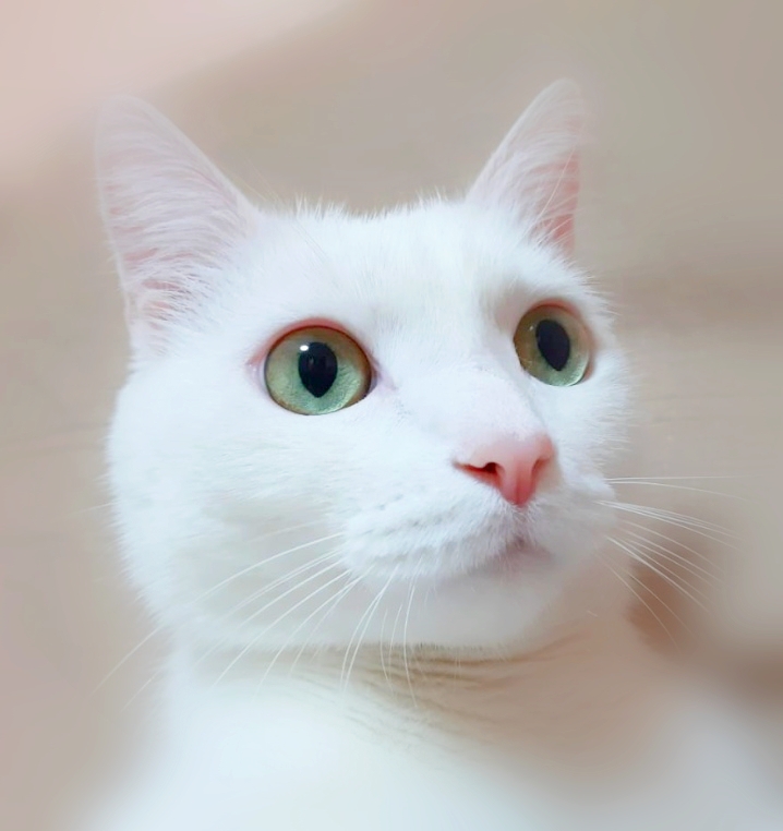 котик