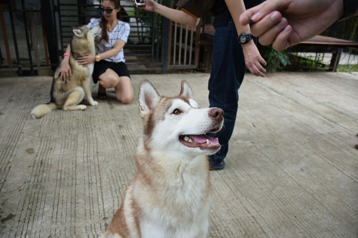 husky