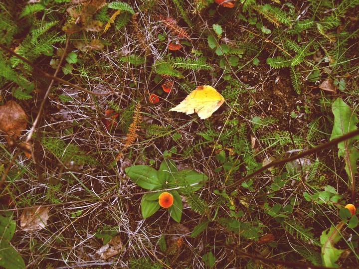 forest texture