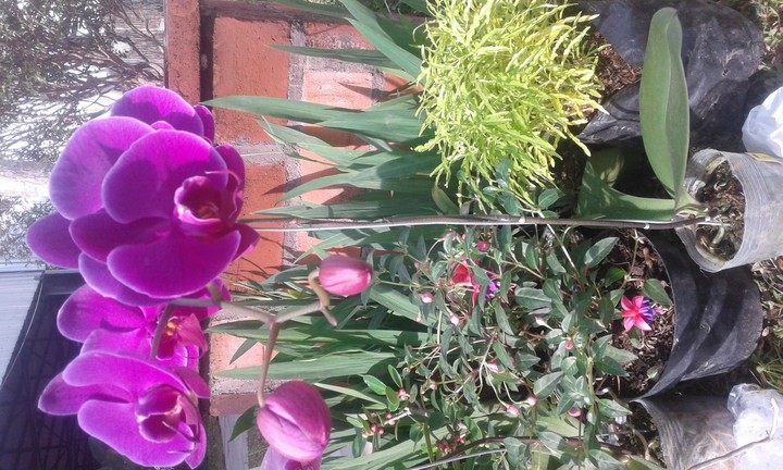 purple Orchid