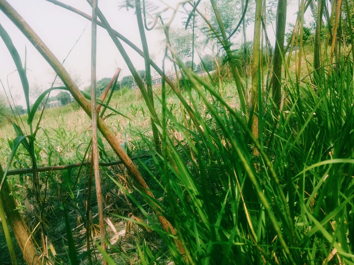 greenery