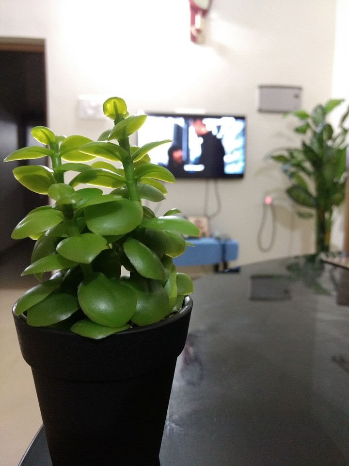 plant