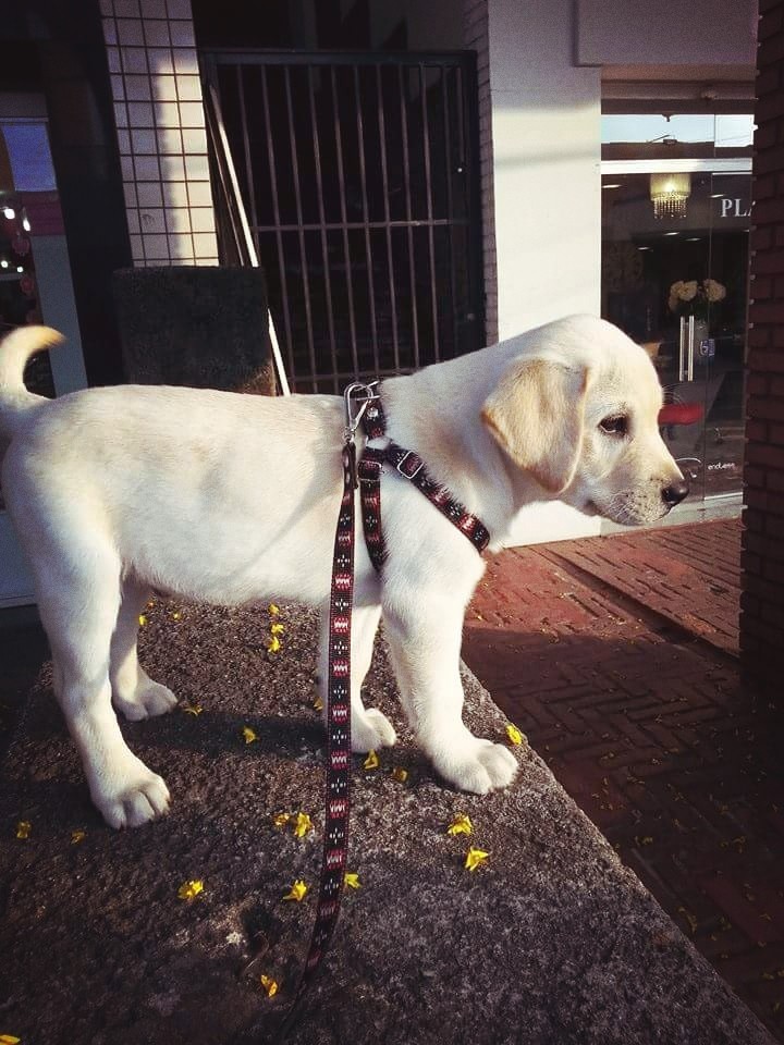 Thor - Labrador puppy