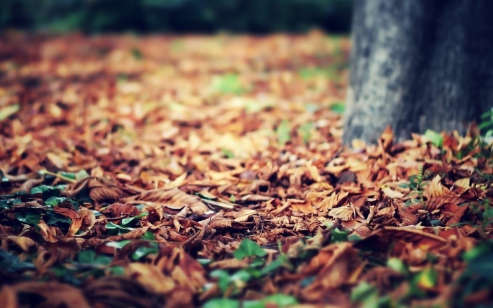 Leaves