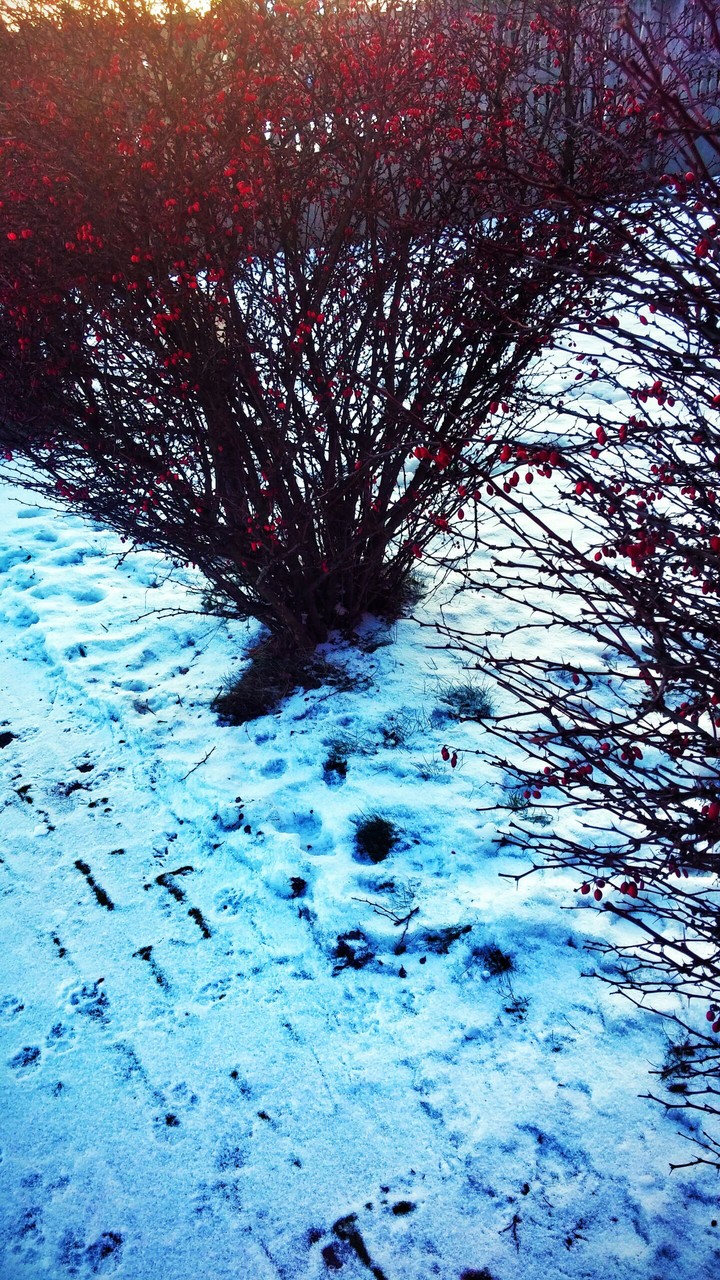 Tree in snow
