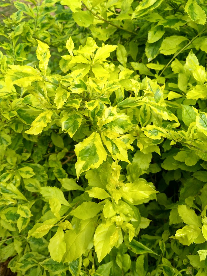 love green?