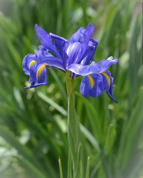 Iris