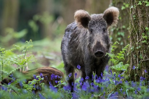 vertebrate, peccary duvar kağıtları