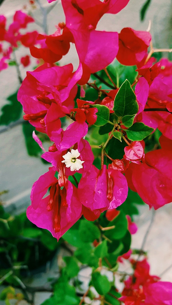 Do meu jardim