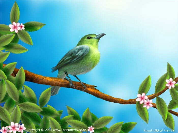 biRd