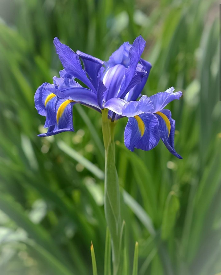 Iris