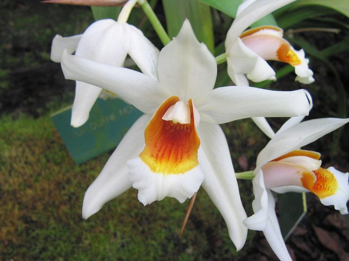 #orchid
