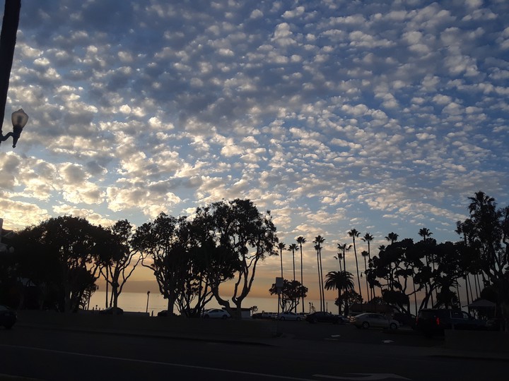 sky with trees