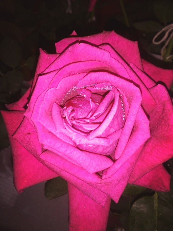 red rose  
