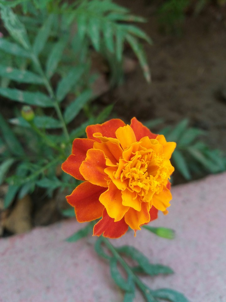 Orange flower