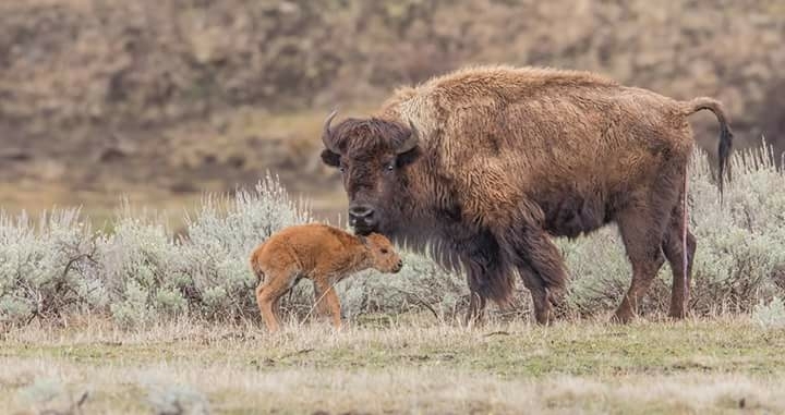 Yellowstone
