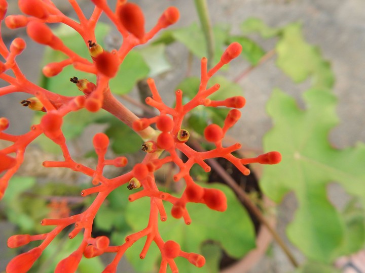 Red Flower