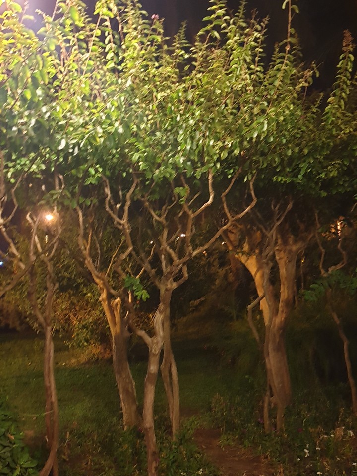 trees