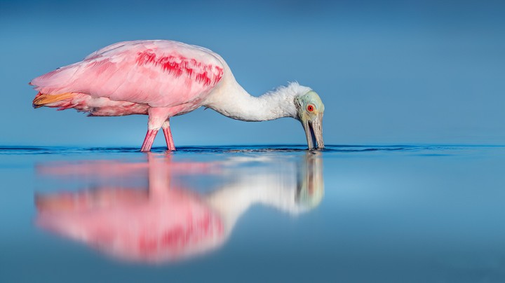crane