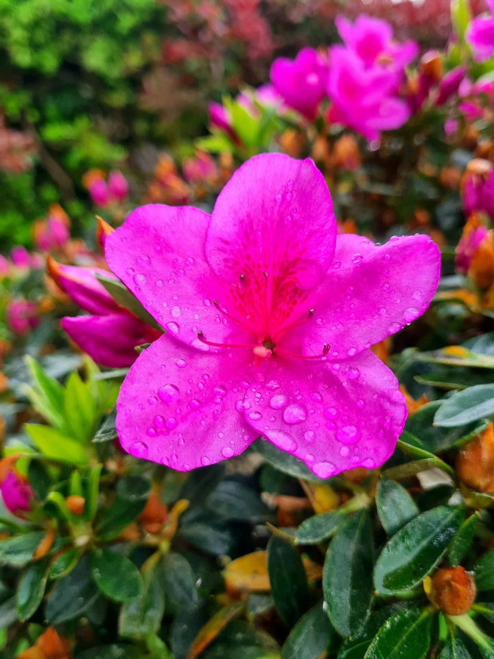 Pink flower