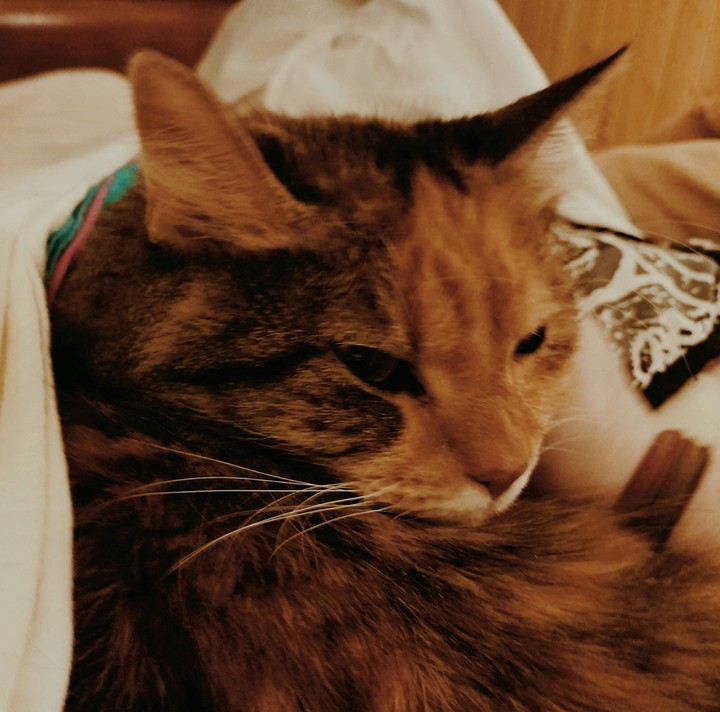 the kittty cat