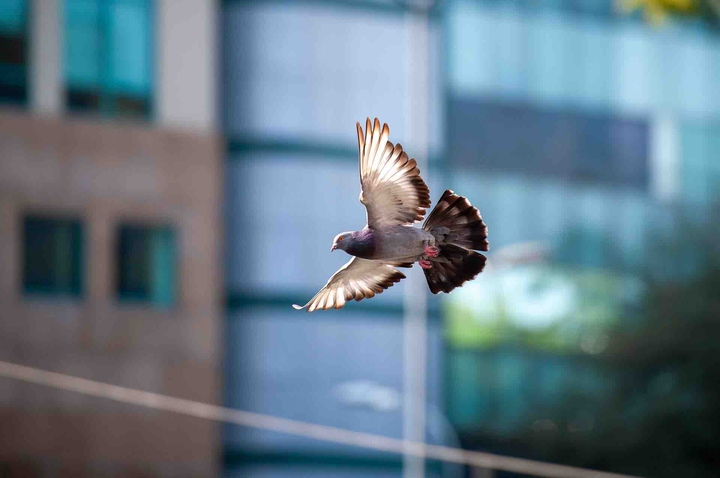 flight