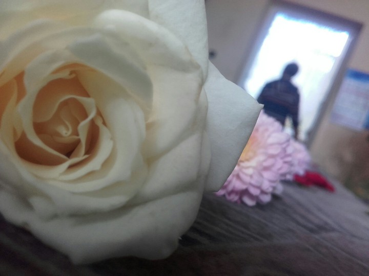 #rose