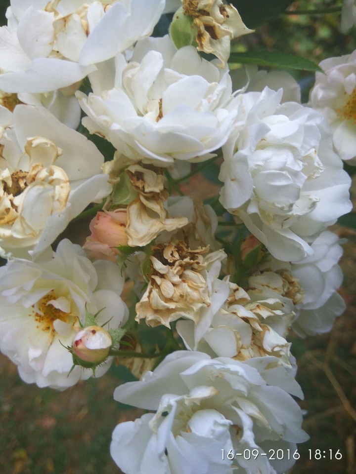 Rose