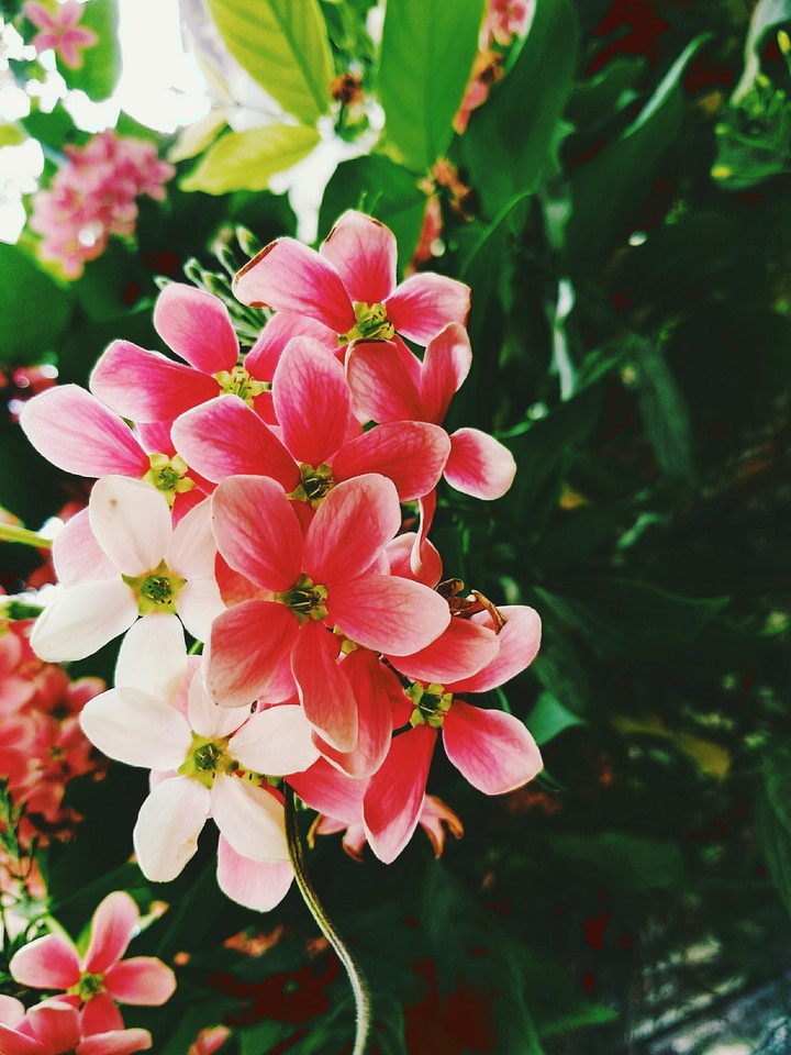 flower