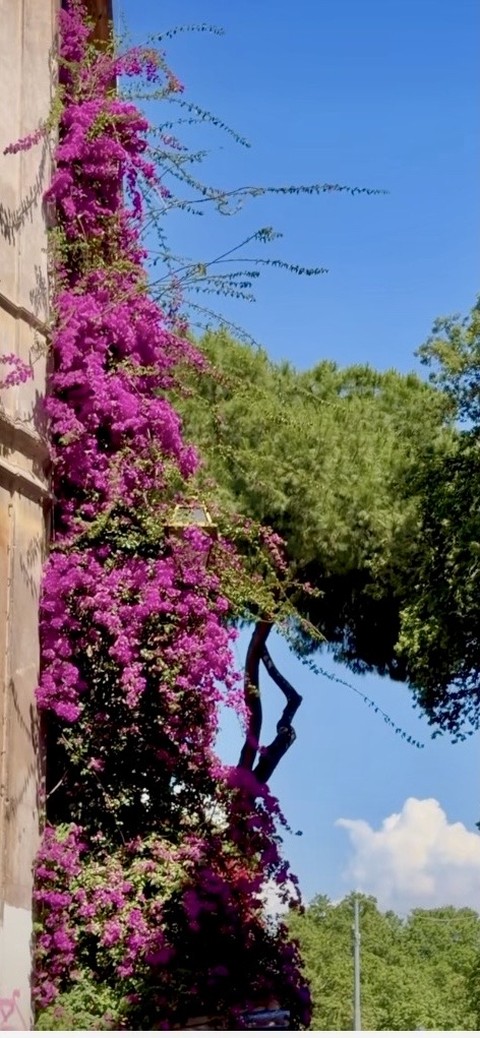 sfondi petal, geraniums