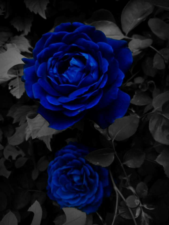 Flor274