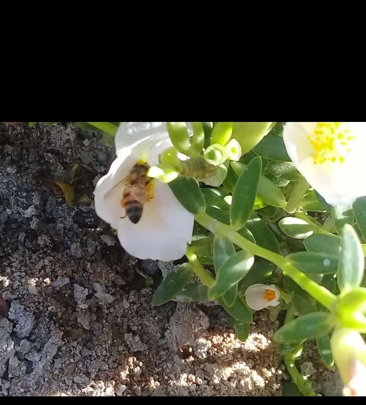 natureza