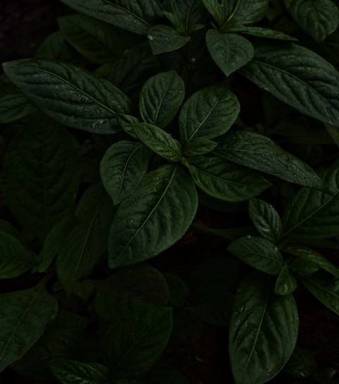 leaf