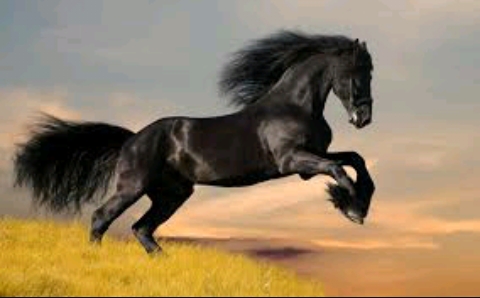 cavalo