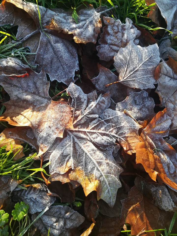 leaves
