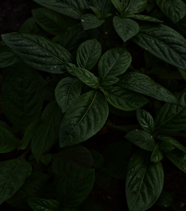 leaf