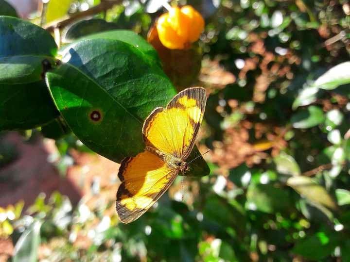 Butterfly