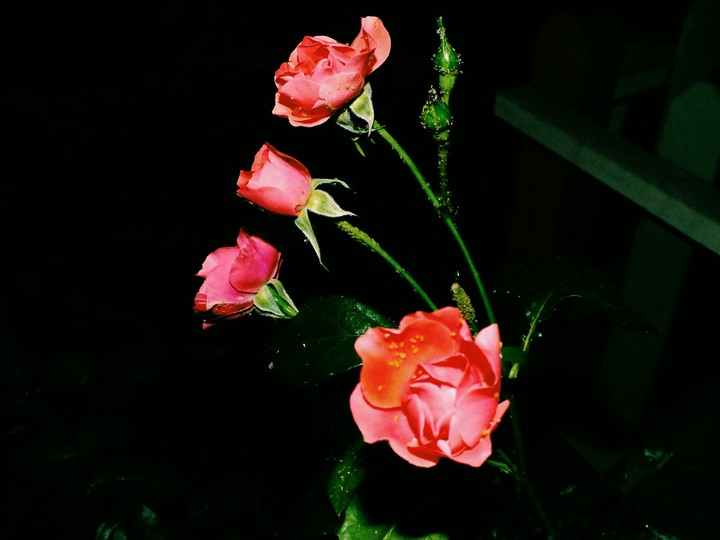 Gül / Rose