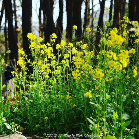 wildflower, meadow वॉलपेपर