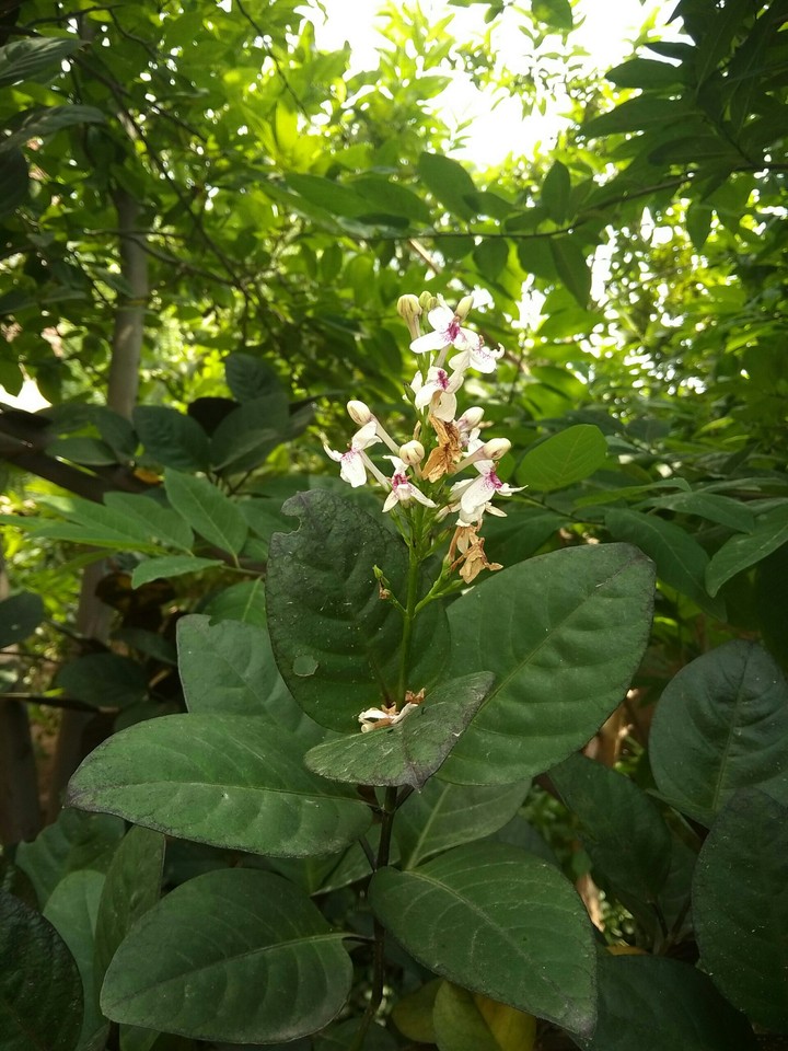 White flowers.