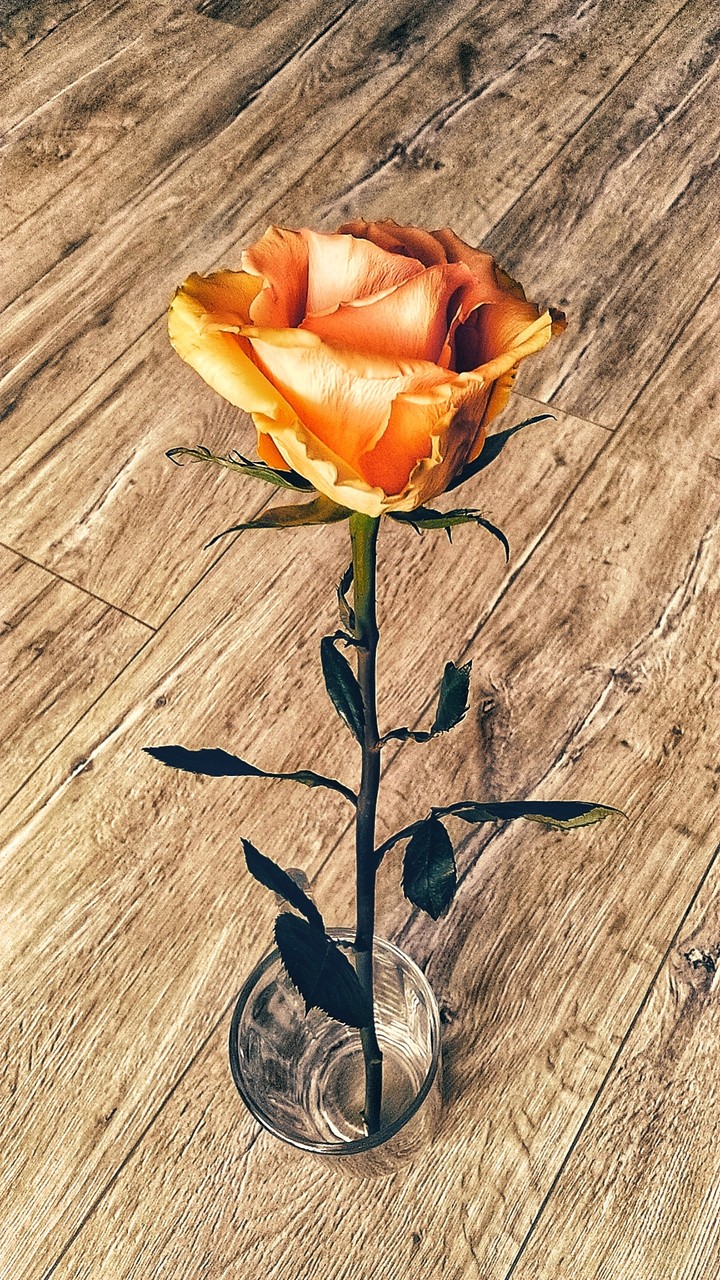 Beautiful rose