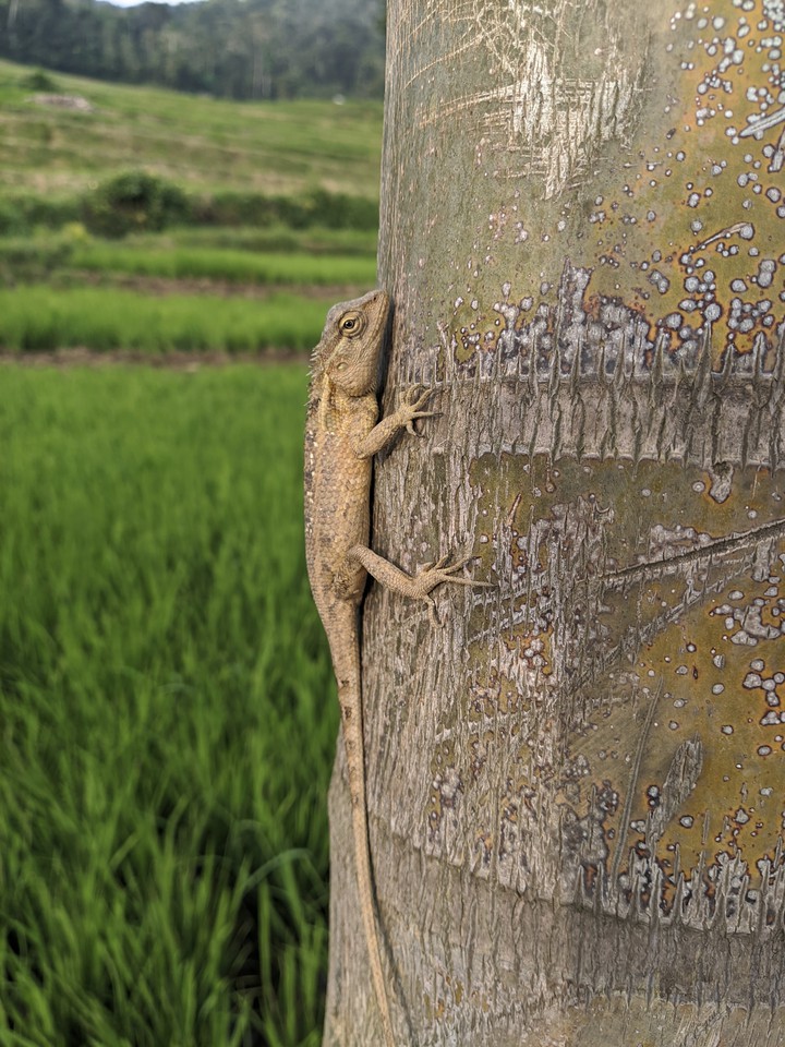 Lizard