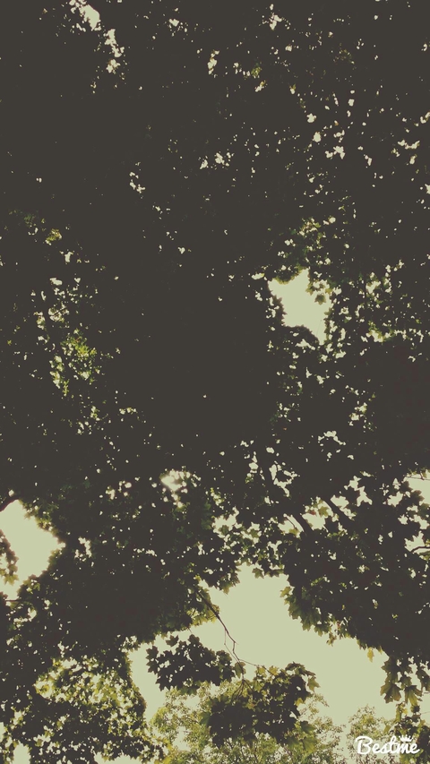 beautiful trees