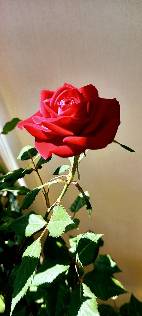 plants, red वॉलपेपर