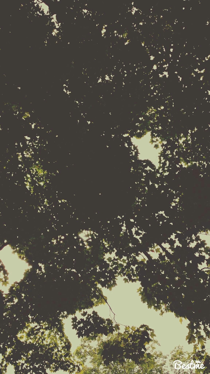 beautiful trees