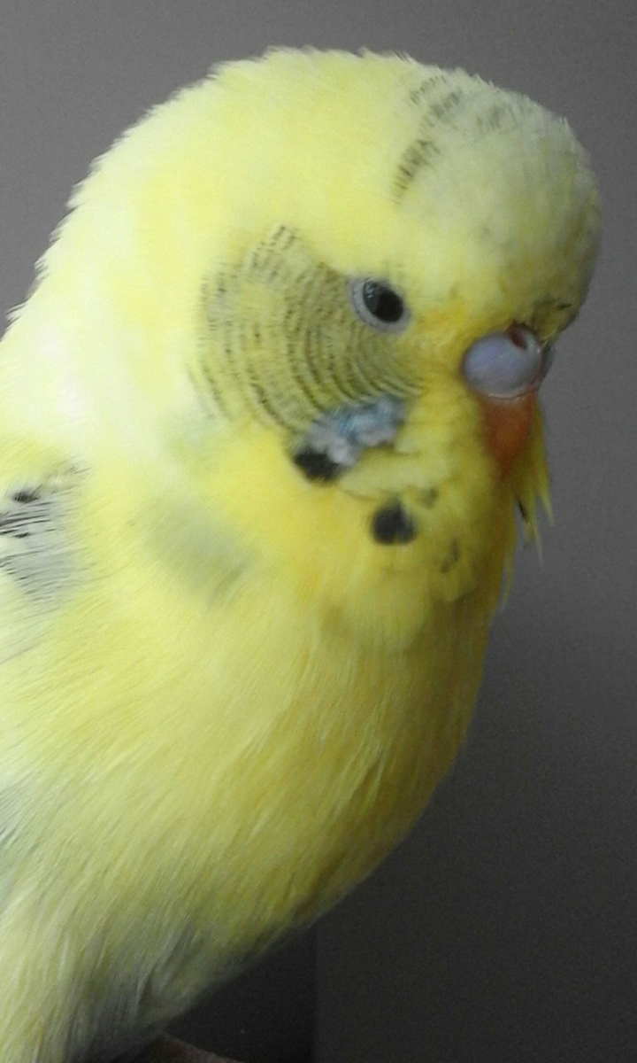 budgie