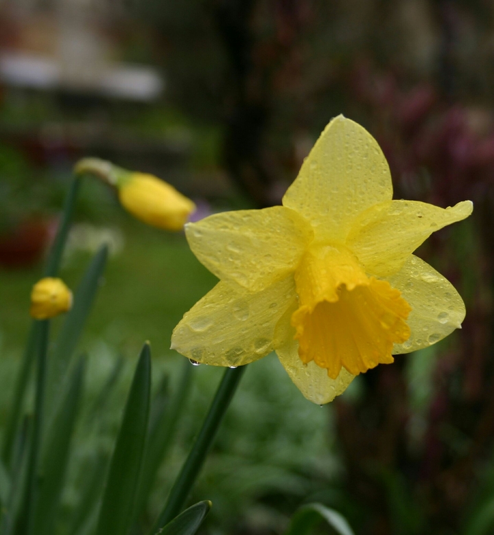 Lilly