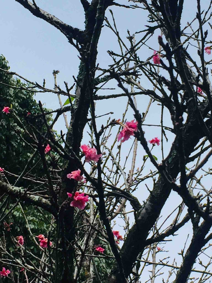 Sakura
