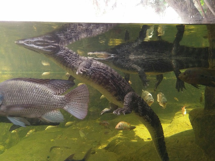 alligator