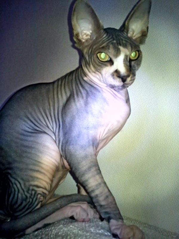 Beautiful cat